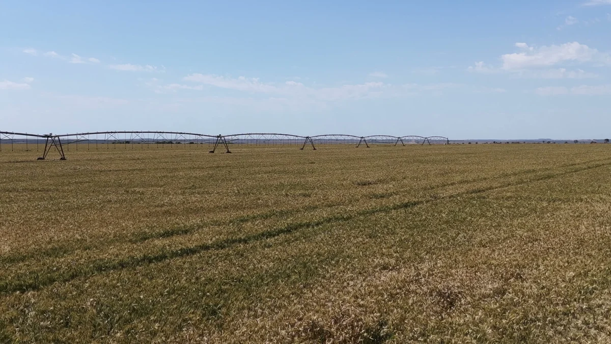 Pivô de irrigação sobre a lavoura de trigo